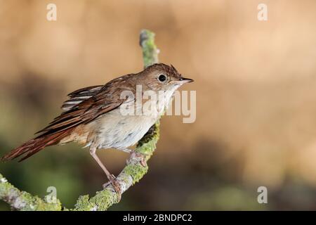 Commune nightingale Luscinia megarhynchos, Malte, Méditerranée Banque D'Images