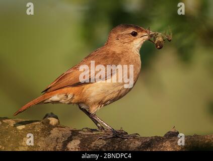 Hornero rufous / Ovenbird (Furnarius rufus) avec proie, Pantanal, Brésil Banque D'Images