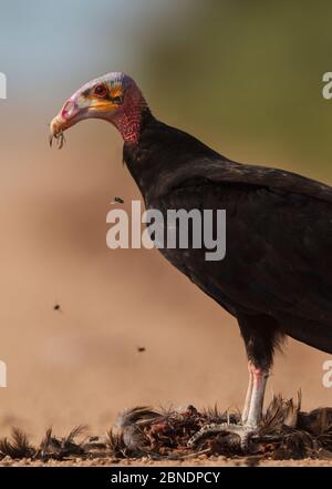 Vautour de dinde (Cathartes aura) se nourrissant de la mort routière avec des mouches dans l'air, Pantanal, Brésil Banque D'Images