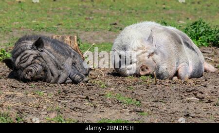Sythen, NRW, Allemagne. 14 mai 2020. Deux cochons à ventre plat profitent clairement du soleil et du retour des visiteurs au parc animalier Granat, une réserve naturelle de 600 m2 où jusqu'à 500 animaux se déplacent librement. Les parcs d'attractions, zoos et certains parcs de loisirs extérieurs rouvrent avec des conseils spéciaux et des règles de distance en place, suite à la décision de relâcher progressivement certaines des mesures de verrouillage en Allemagne. Crédit : Imagetraceur/Alamy Live News Banque D'Images