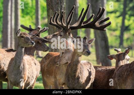 Sythen, NRW, Allemagne. 14 mai 2020. Un cerf de Virginie (cervus elaphus) montre fièrement ses bois tandis que les visiteurs retournent à la réserve naturelle de Granat, une réserve naturelle de 600 m2 où jusqu'à 500 animaux se déplacent librement. Les parcs animaliers, les zoos et certains parcs de loisirs extérieurs rouvrent avec des conseils spéciaux et des règles de distance en place, suite à la décision d'assouplir progressivement certaines des mesures de verrouillage en Allemagne. Credit: Imagetraceur/Alamy Live News Banque D'Images