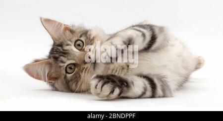 Silver Tabby kitten, Loki, l'âge de 3 mois, couché sur le côté. Banque D'Images