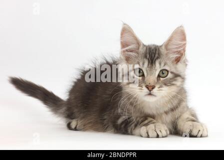 Silver Tabby kitten, Loki, l'âge de 11 semaines. Banque D'Images