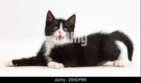 Le noir et blanc chaton, Solo, 7 semaines, à l'attitude ludique. Banque D'Images