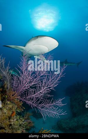 Requins gris (Carcharhinus amblyrhynchos) nageant au-dessus du récif, au nord des Bahamas, mer des Caraïbes, océan Atlantique Banque D'Images