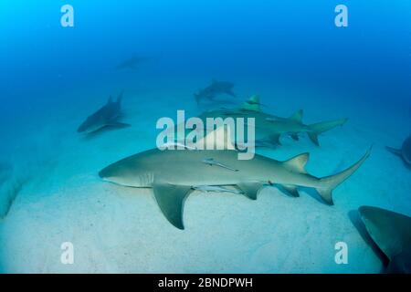 Requins citronniers (Negapron brevirostris) avec Remoras, Bahamas du Nord, mer des Caraïbes, océan Atlantique Banque D'Images