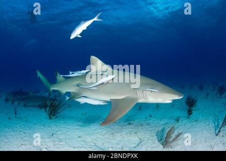 Requin citron (Negapron brevirostris) avec Remora ou suckestrais, Bahamas du Nord, mer des Caraïbes, océan Atlantique Banque D'Images