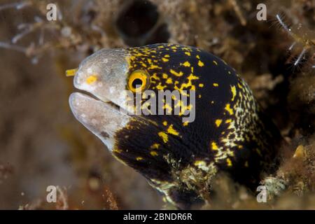 Moray flocon de neige (Echidna nebulosa) Tulamben, île de Bali, Indonésie, Océan Pacifique Banque D'Images