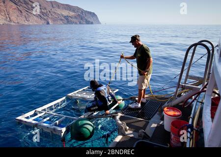 Plongée plongée plongeur entrant dans la cage pour observer le Grand requin blanc, (Carcharodon carcharias) île Guadalupe, Mexique, Océan Pacifique. Septembre 2011. Banque D'Images