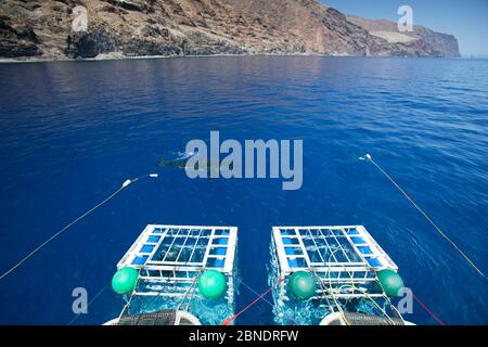 Grand requin blanc (Carcharodon carcharias) nageant devant des cages de plongée sous-marine, île Guadalupe, Mexique, Océan Pacifique. Septembre 2011. Banque D'Images