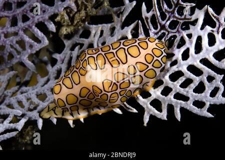 Cowrie à langue flammingo (Cyphoma gibbosum) sur le ventilateur commun de mer (Gorgonia ventalina) Santa Lucia, Camaguey, Cuba, Mer des Caraïbes, Océan Atlantique Banque D'Images