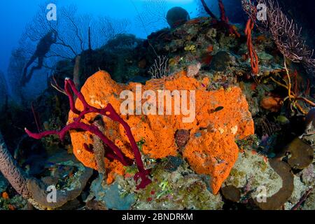 Récif avec éponge d'éléphant d'orange (Agelas clathrodes) et plongeur en arrière-plan, Santa Lucia, Camaguey, Cuba, mer des Caraïbes, océan Atlantique Banque D'Images