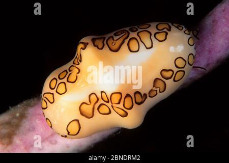 Flamingo Tongue cowrie (Cyphoma gibbosum) Isla de la Juventud, Cuba, Mer des Caraïbes, Océan Atlantique Banque D'Images