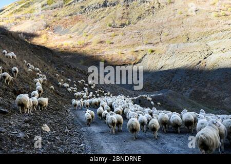 Caucase, Géorgie, région de Tusheti, Shenako. Un berger amène son troupeau de moutons des montagnes de Tusheti en hiver Banque D'Images