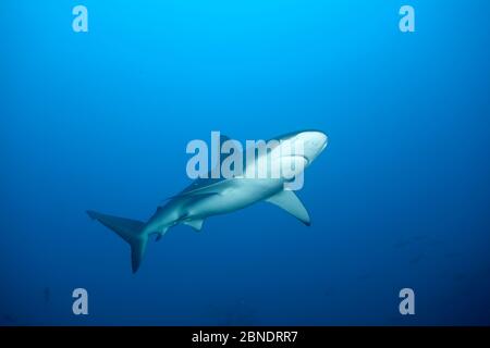 Requin Galapagos (Carcharhinus galapagensis) Parc national de l'île Cocos, Costa Rica, Océan Pacifique est Banque D'Images