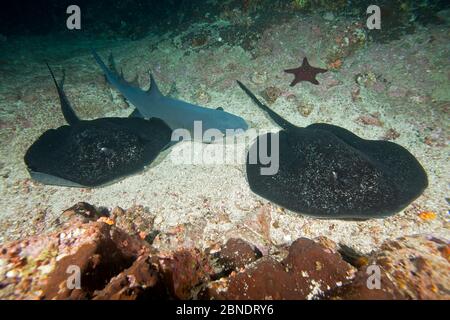 Requin récif de Whitetip (Triaenodon obesus) se trouvant près de Marbled ray (Taeniurops meyeni) Parc national de l'île de Cocos, Costa Rica, Océan Pacifique est Banque D'Images