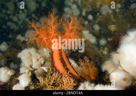 Concombre de mer orange (Cucumaria miniata) et anemone (Metridium senile) Île de Vancouver (Colombie-Britannique), Canada, Océan Pacifique Banque D'Images