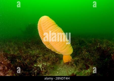 Plume de mer charnue (Ptilosarcus gurneyi) Île de Vancouver, Colombie-Britannique, Canada, Océan Pacifique Banque D'Images