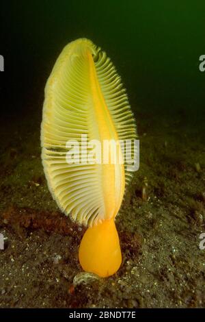 Plume de mer charnue (Ptilosarcus gurneyi) Île de Vancouver, Colombie-Britannique, Canada, Océan Pacifique Banque D'Images