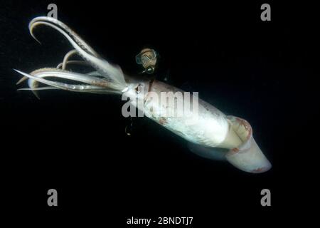 Plongée sous-marine et calmar Humboldt (Dosidicus gigas) la nuit au large de Loreto, mer de Cortez, Basse-Californie, Mexique, Océan Pacifique est. Août 2007. Banque D'Images