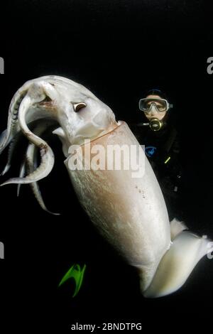 Plongée sous-marine et calmar Humboldt (Dosidicus gigas) la nuit au large de Loreto, mer de Cortez, Basse-Californie, Mexique, Océan Pacifique est. Août 2007. Banque D'Images