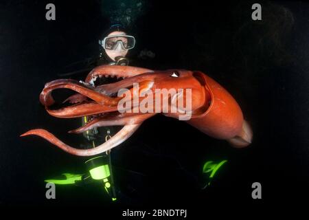 Plongée sous-marine et calmar Humboldt (Dosidicus gigas) la nuit au large de Loreto, mer de Cortez, Basse-Californie, Mexique, Océan Pacifique est. Août 2007. Banque D'Images