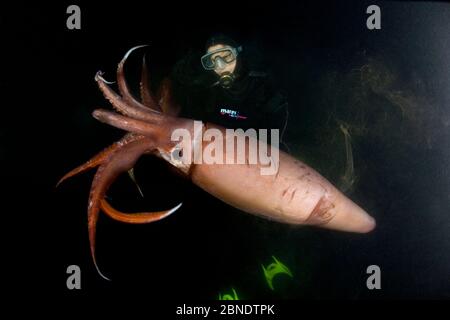 Plongée sous-marine et calmar Humboldt (Dosidicus gigas) la nuit au large de Loreto, mer de Cortez, Basse-Californie, Mexique, Océan Pacifique est. Août 2007. Banque D'Images