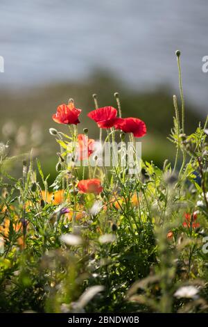 Des coquelicots parmi les fleurs sauvages le long de la Tamise Path à Greenwich. Banque D'Images