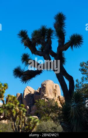 Joshua tree (Yucca brevifolia) qui se profile à nouveau ciel, Joshua Tree National Park, Californie, USA, février 2015. Banque D'Images