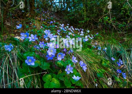 Hepaticas communs (Hepatica / Anemone nobilis) en fleur, Foz de Arbayun, fleuve Salazar, Navarre, Espagne, Europe, avril. Banque D'Images