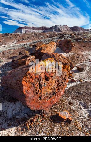 Segments de bois pétrifiés, Parc National de la Forêt Pétrifiée, Arizona, USA, février 2015. Banque D'Images