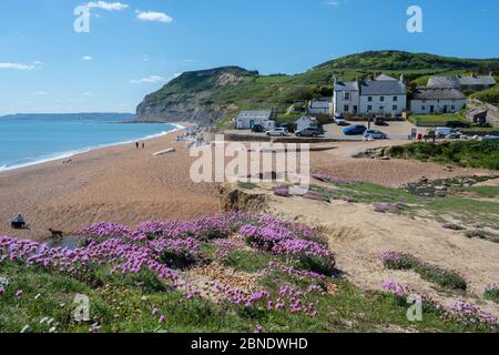 Seatown, West Dorset, Royaume-Uni. 14 mai 2020. Météo britannique: L'hiver marin fleurit sur la côte jurassique près de Golden Cap et le joli hameau de Seatown sur un après-midi lumineux, ensoleillé, mais un peu froid. L'assouplissement des restrictions imposées par le gouvernement au coronavirus a permis une plus grande liberté de voyager pour faire de l'exercice, Mais certaines zones situées de l'autre côté du comté restent inaccessibles aux habitants car les parkings et les toilettes publiques du Conseil Dorset restent fermés dans les endroits populaires pour tenter de décourager l'afflux de visiteurs en provenance de l'extérieur de la région. Crédit : Celia McMahon/Alay Live News. Banque D'Images