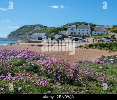 Seatown, West Dorset, Royaume-Uni. 14 mai 2020. Météo britannique: L'hiver marin fleurit sur la côte jurassique près du joli hameau de Seatown, dans un après-midi lumineux, ensoleillé, mais un peu froid. L'assouplissement des restrictions imposées par le gouvernement au coronavirus a permis une plus grande liberté de voyager pour faire de l'exercice, Mais certaines zones situées de l'autre côté du pays restent inaccessibles aux habitants car les parkings et les toilettes publiques du Conseil Dorset restent fermés dans les endroits populaires pour tenter de décourager l'afflux de visiteurs en provenance de l'extérieur de la région. Crédit : Celia McMahon/Alay Live News Banque D'Images