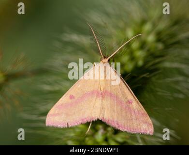 Papillon des mauvaises herbes (Haematopes grataria) Philadelphie, Pennsylvanie, États-Unis, septembre. Banque D'Images
