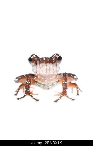 La grenouille indonésienne peinte (Nyctixalus pictus) est captive en Asie du Sud-est. Banque D'Images