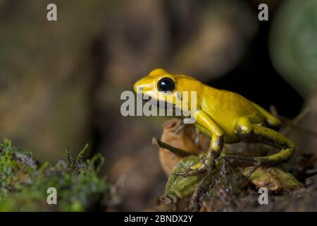 Profil de la grenouille de dart toxique à pattes noires (Phyllobates bicolor), en captivité endémique en Colombie. Banque D'Images