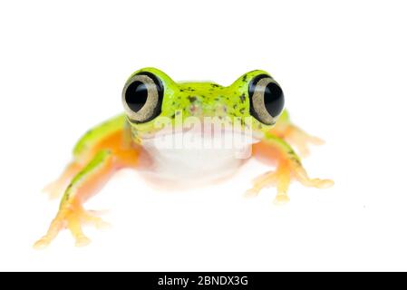 Hylomantis Lemur leaf frog (lemur) captive, se produit en Amérique centrale et du Sud. Critique d'extinction. Banque D'Images