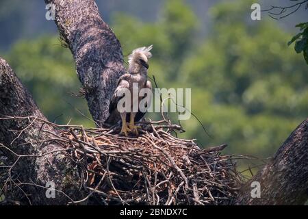 Jeune aigle Harpy (Harpia harpyja) au nid avec pleine culture, Parc national de Carajas, Amazonas, Brésil. Banque D'Images