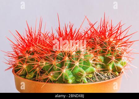 Le cactus rouge Echinogruson est cylindrique avec de nombreuses 'côtes' vert foncé et de longues épines dorées. Banque D'Images