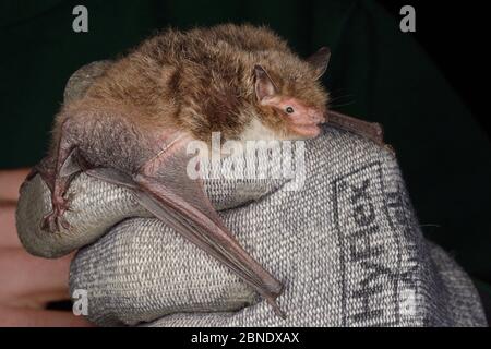 La chauve-souris de Daubenton (Myotis daubentonii) a eu lieu au cours d'une enquête d'automne menée par le Groupe Wiltshire Bat, près de Box, Wiltshire, Royaume-Uni, septembre. Modèle r Banque D'Images