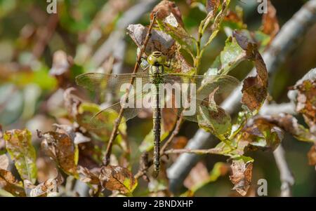 Libellule vert (Aeshna viridis), femelle au repos, Ostrobothnia du Nord, Finlande, août. Banque D'Images