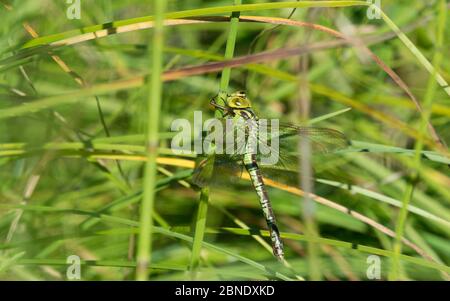 Green hawker (Aeshna viridis), femelle au repos, Ostrobothnia du Nord, Finlande, août. Banque D'Images