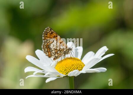 Heath fritillary (Mellicta athalia) se nourrissant de Marguerite, Jyvaskyla, Finlande, juillet. Banque D'Images