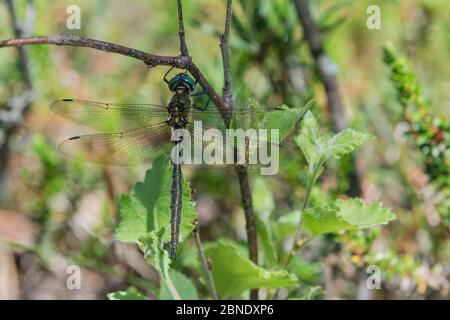 Émeraude du Nord (Somatochlora arctica), homme, Finlande, juillet. Banque D'Images