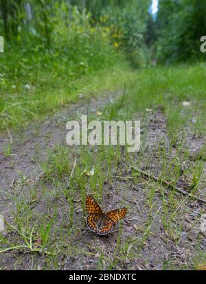 Rare papillon frilalaire (Euphydryas maturna) femelle dans habitat, Finlande, juillet. Banque D'Images