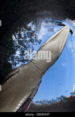 Morelet's crocodile (Crocodylus moreletii) dans la doline, Cenote Carwash, près de Playa del Carmen, péninsule du Yucatan, Mexique, Janvier Banque D'Images