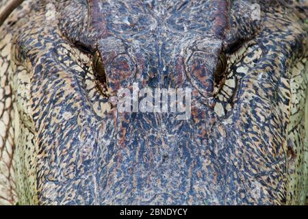 Yeux d'alligator américain (Alligator mississippiensis), Laredo Borderlands, Texas, États-Unis. Avril Banque D'Images