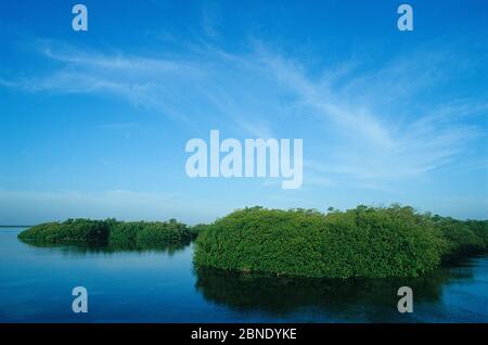 Lagune côtière de la mangrove rouge (Rhizophora mangle), près de Boca Paila, réserve de biosphère de Sian Ka'an, Mer des Caraïbes, Mexique, juillet Banque D'Images