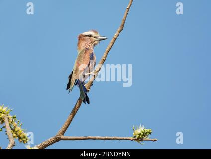 Rouleau à couronne roufeuse (Coracias naevius) adulte, perchée.Tendaba, Gambie. Banque D'Images