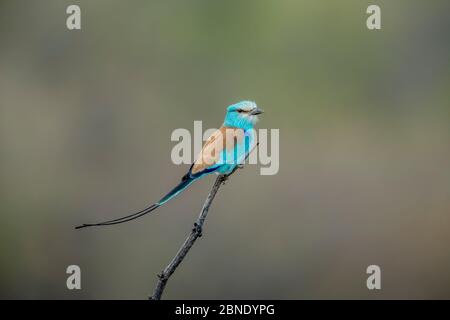 Rouleau Abyssinien (Coracias abyssinicus) adulte mâle, Tendaba, Gambie. Banque D'Images